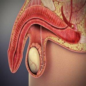 PENIS1 300x300 - آلت تناسلی مردان و پیری؛ تغییرات هورمونی مردان