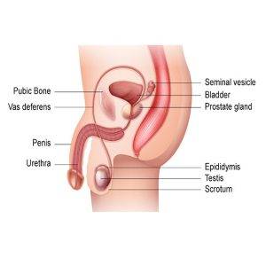 penis 9 300x300 - آلت تناسلی مردان و پیری؛ تغییرات هورمونی مردان